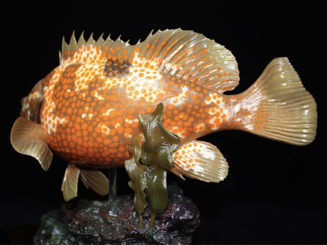 魚寸30cm