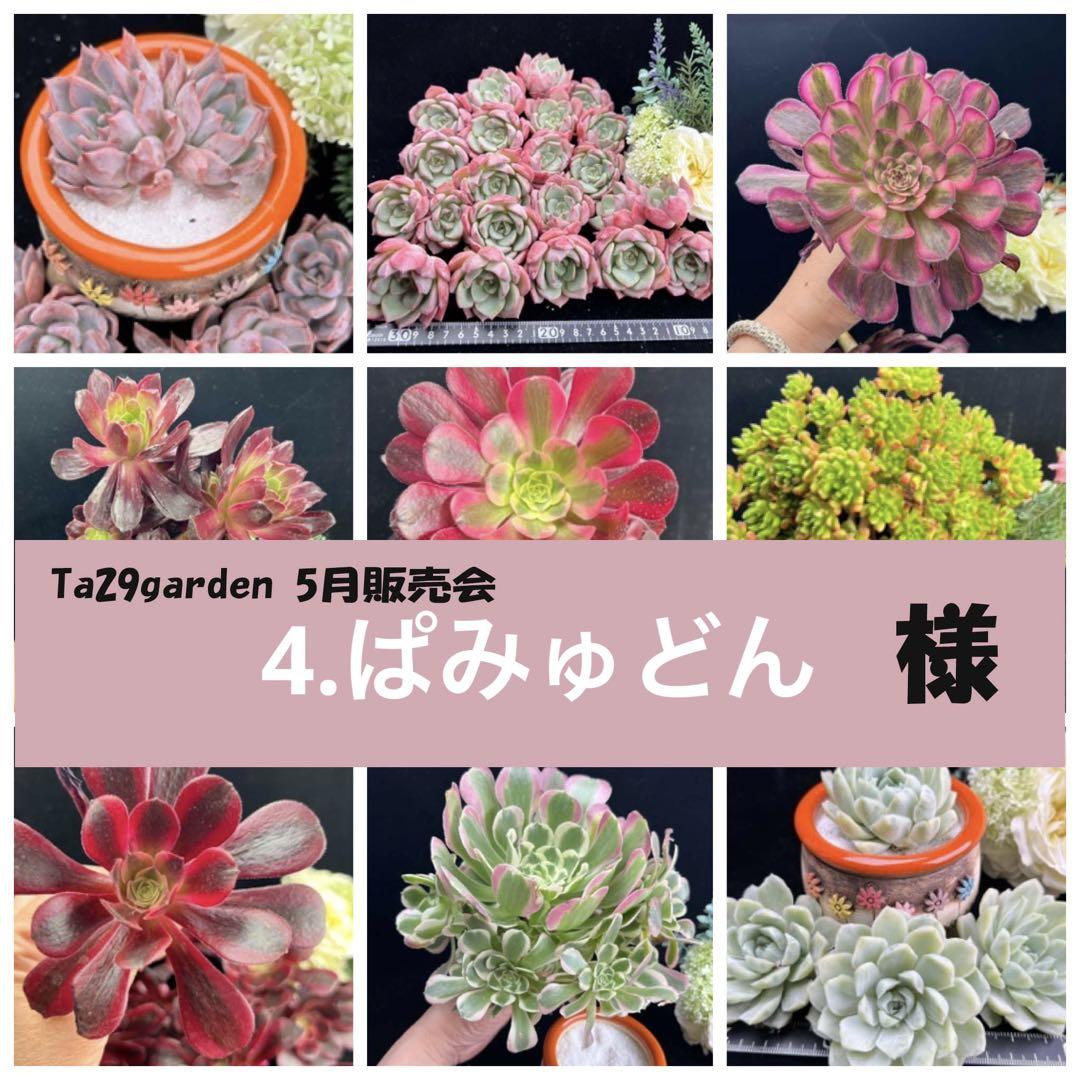 限定価格セール！】 メル便‼️4.ぱみゅどん様 植物/観葉植物 - mp