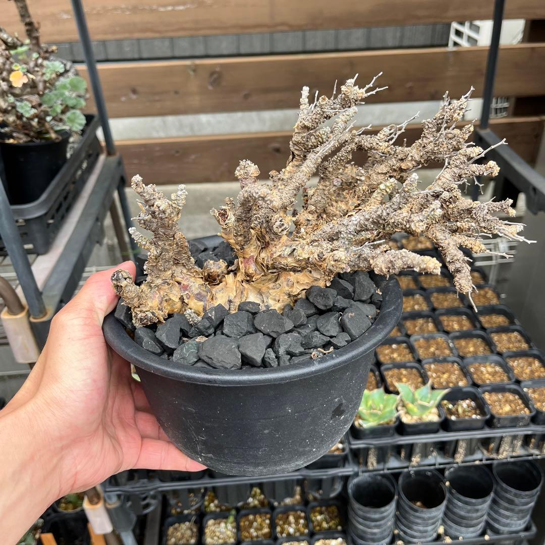 特価ブランド 棚整理特価! 発根済現地株 特大 チレコドン 発根済現地