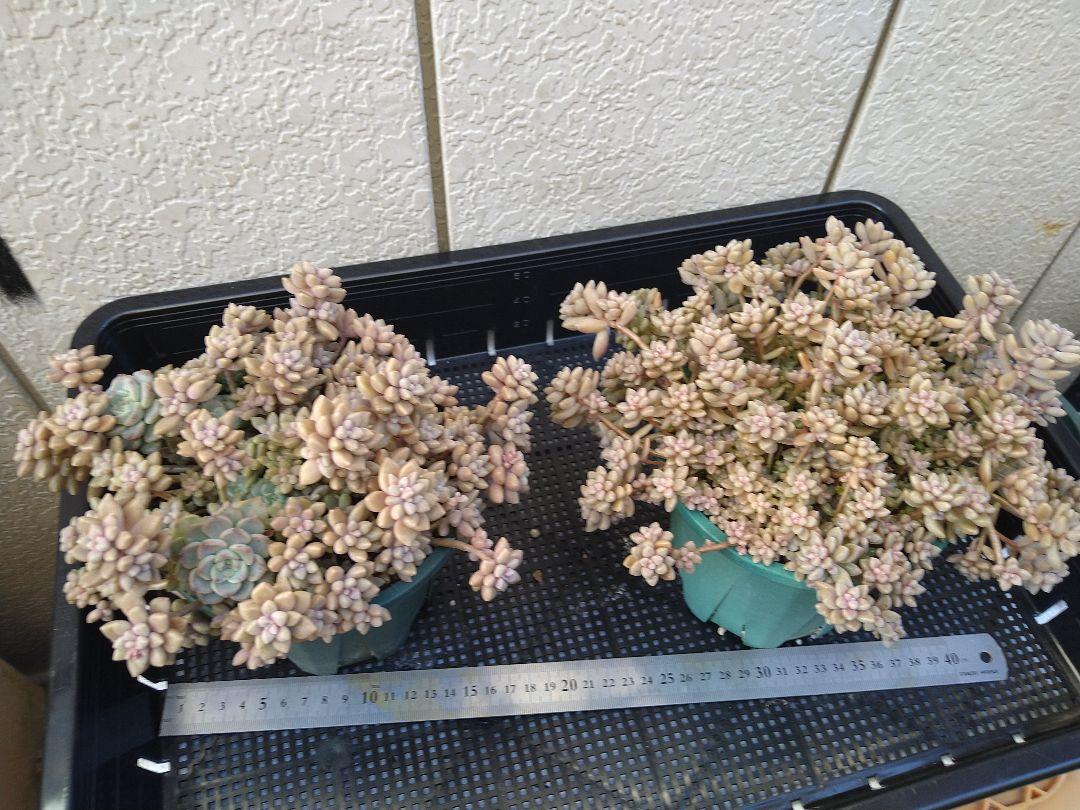 多肉植物　姫秋麗　鉢ごと発送