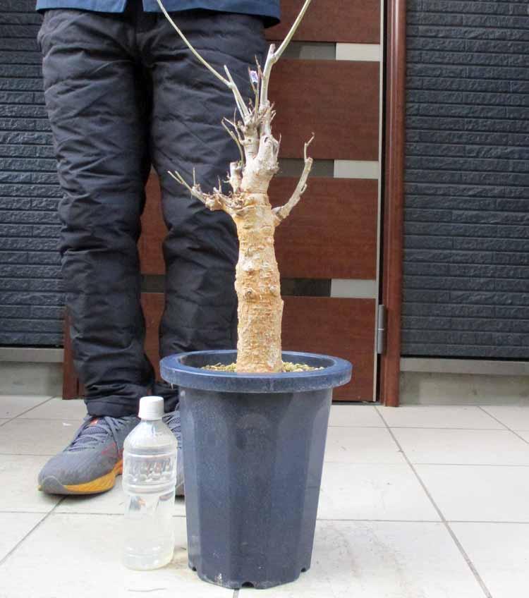 発根済 A15番