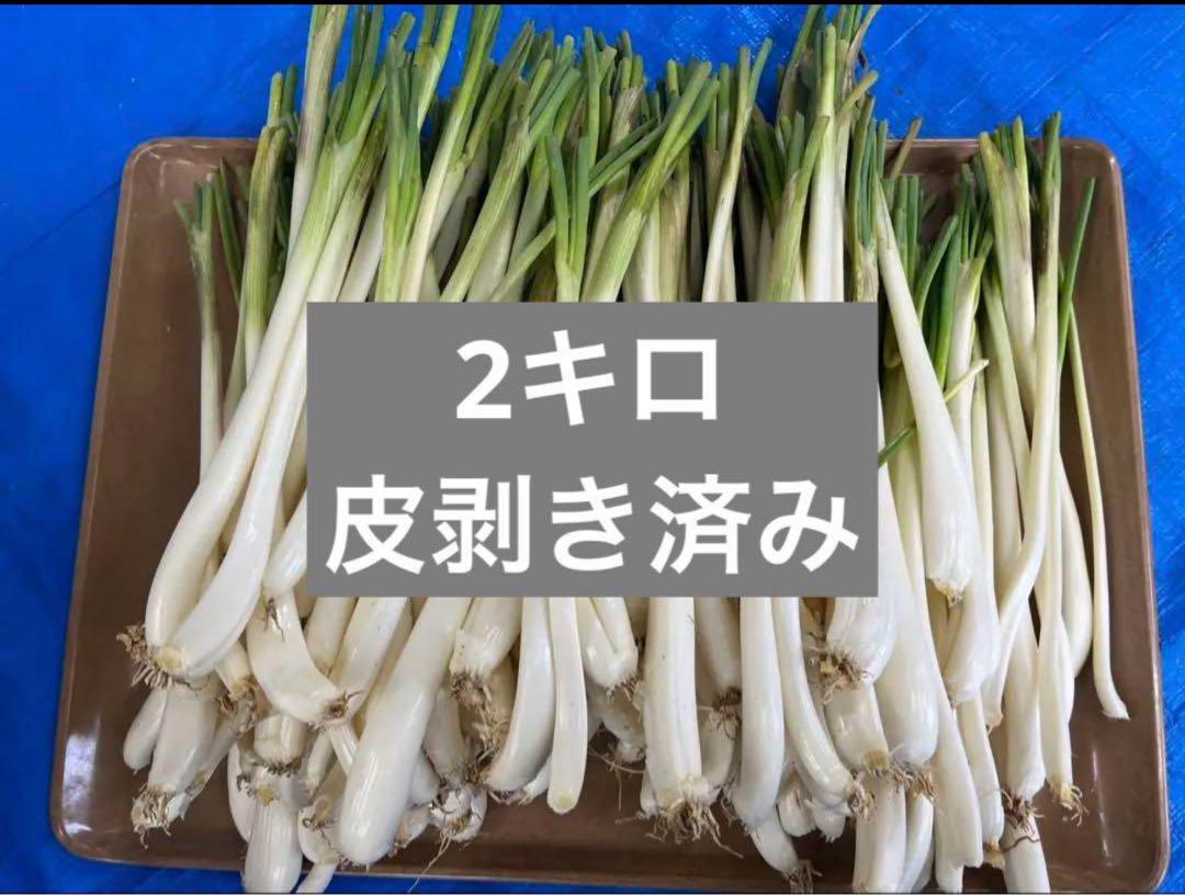 2kg 皮剥き済み島らっきょう 沖縄県産 居酒屋歓迎！