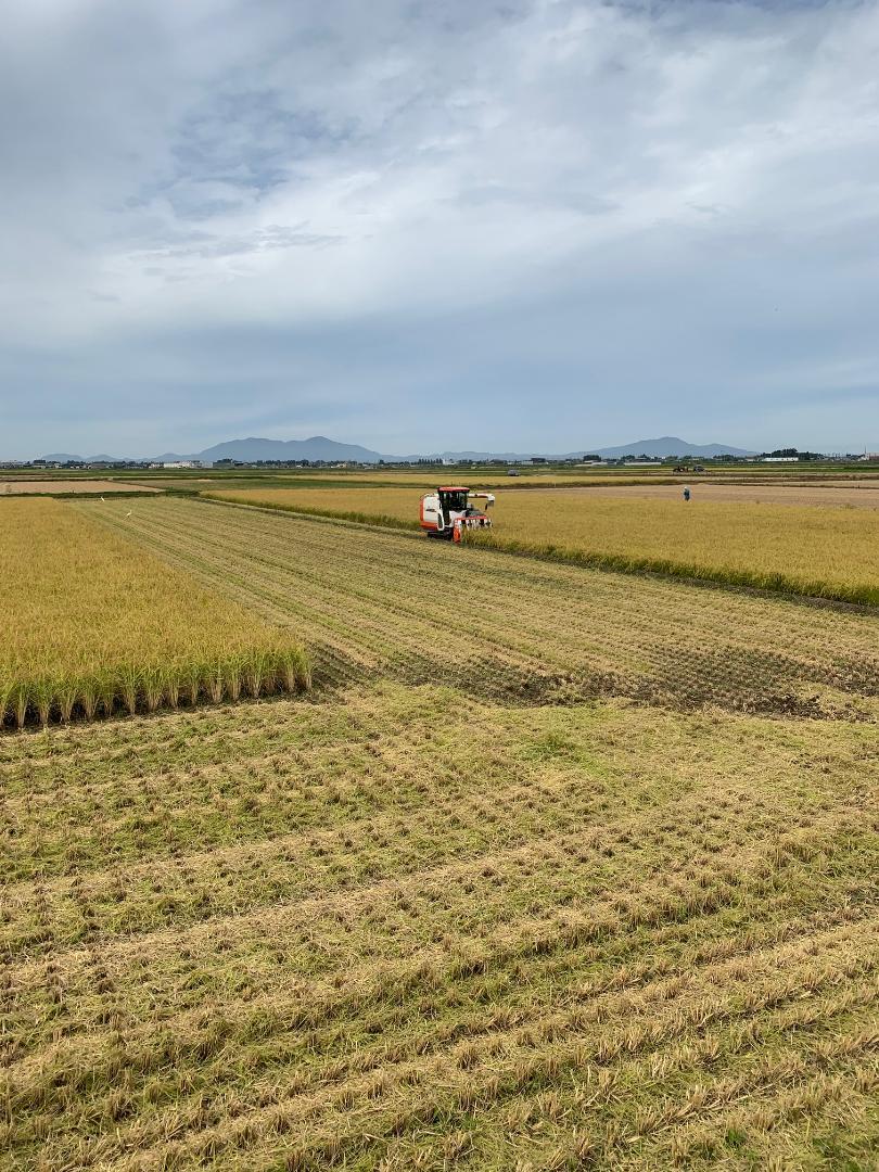 新米　新潟県産「コシヒカリ」　令和６年産　玄米20kg