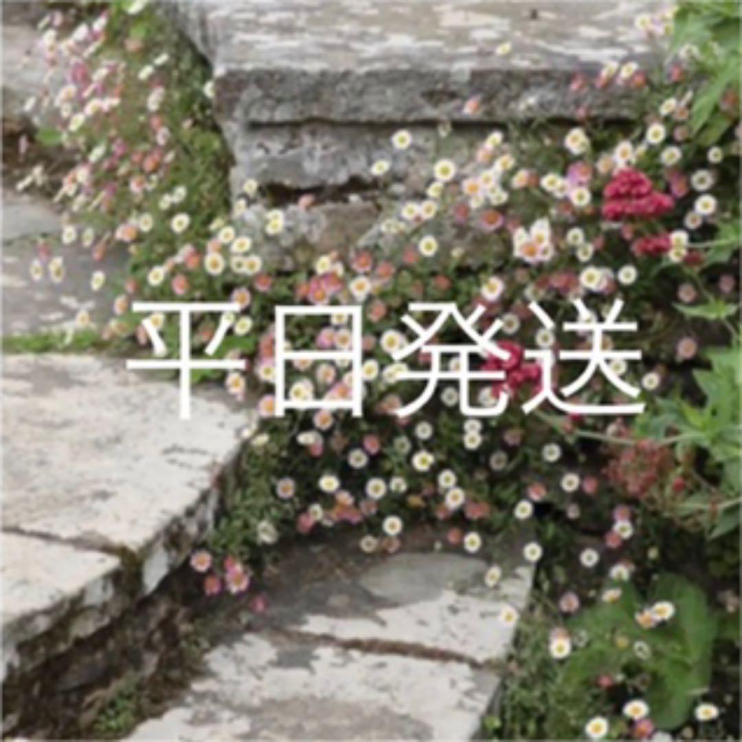 メルカリ エリゲロン 花の苗 抜き枝 3本 販売 18日迄 植物 観葉植物 555 中古や未使用のフリマ メルカリ エリゲロン 花の苗 抜き枝 3本 販売 18日迄 植物 観葉植物 555 中古や未使用のフリマ