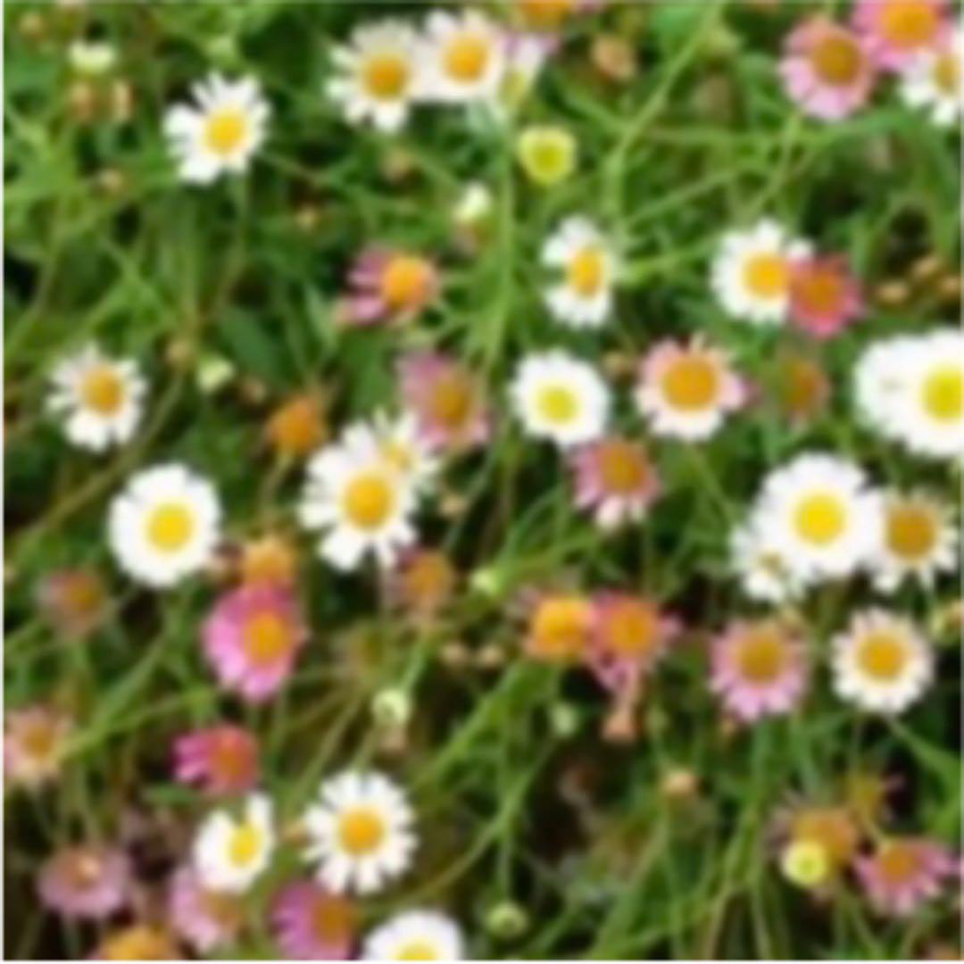 メルカリ エリゲロン 花の苗 抜き枝 3本 販売 18日迄 植物 観葉植物 555 中古や未使用のフリマ メルカリ エリゲロン 花の苗 抜き枝 3本 販売 18日迄 植物 観葉植物 555 中古や未使用のフリマ