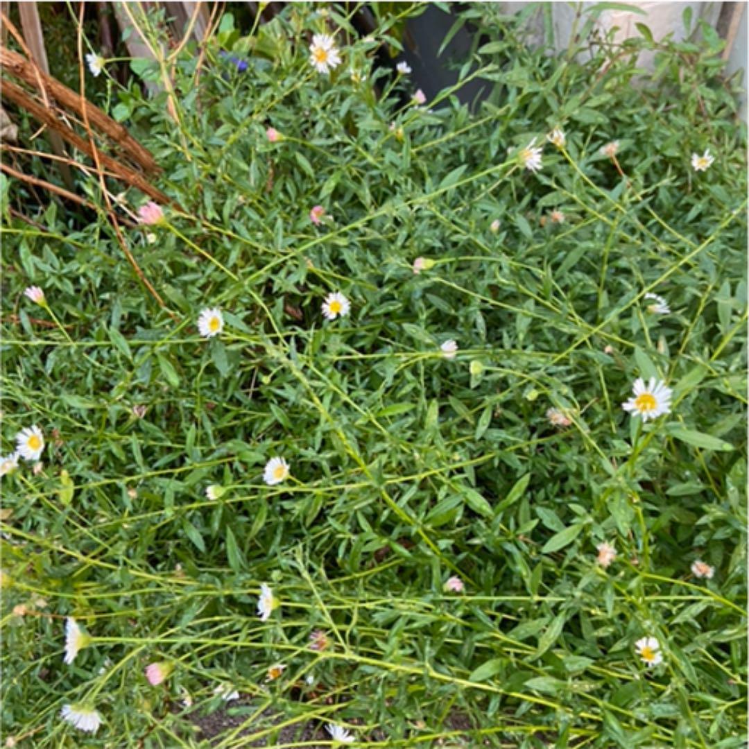 メルカリ エリゲロン 花の苗 抜き枝 3本 販売 18日迄 植物 観葉植物 555 中古や未使用のフリマ メルカリ エリゲロン 花の苗 抜き枝 3本 販売 18日迄 植物 観葉植物 555 中古や未使用のフリマ