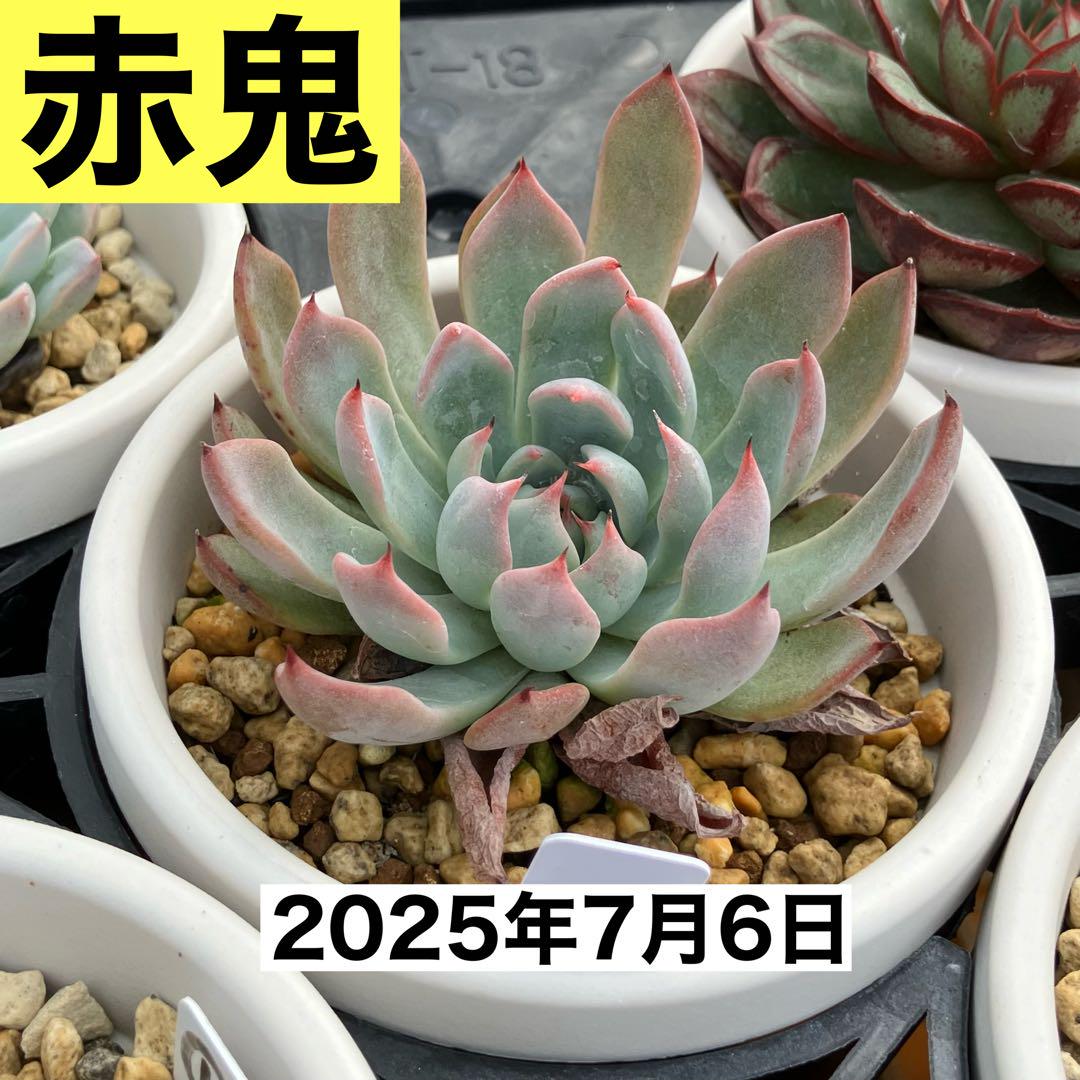 2025年最新】ミックスベリア 赤鬼の人気アイテム - メルカリ