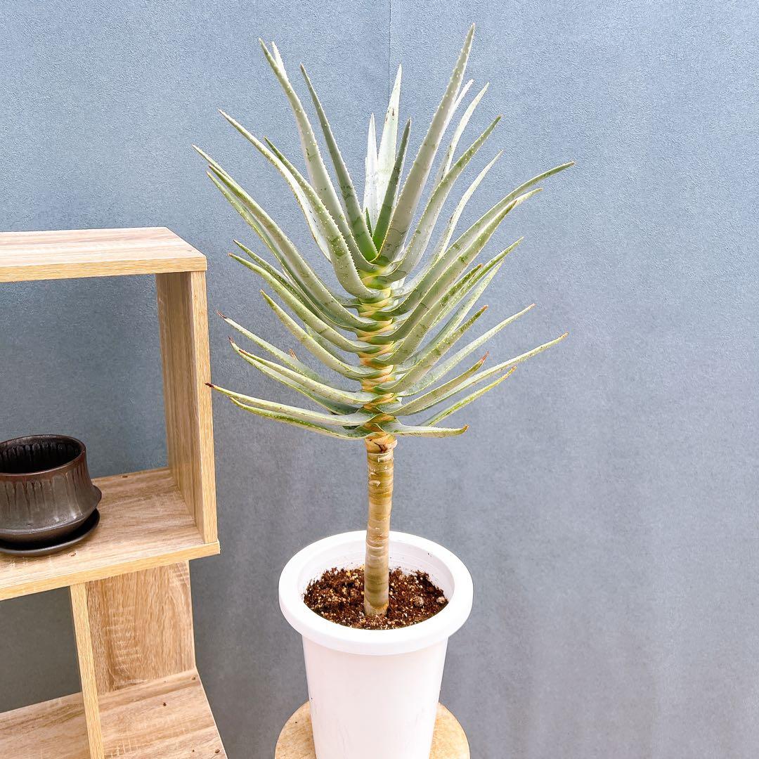 現品　アロエ　ディコトマ　12番　幹上がり　根上がり　希少　観葉植物　多肉植物 現品 アロエ ディコトマ 12番 幹上がり 根上がり 希少 観葉植物