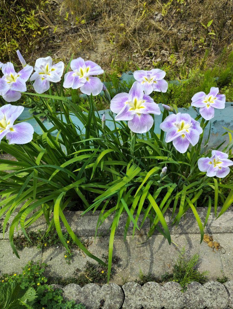 tamran花菖蒲５株同梱(五月晴、千歳、稚児化粧、豊太閤、小笹川) 取り急ぎ花菖蒲 （X-T5 : SP85mm F/1.8 Di VC）（晴れたので急遽