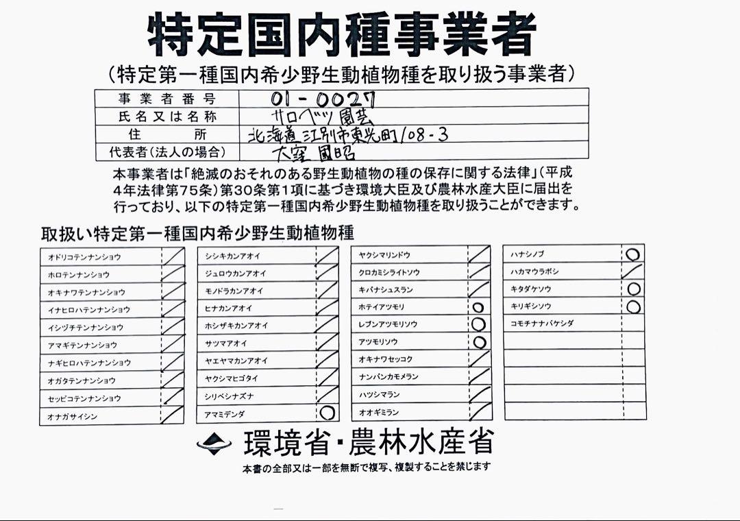 A3 礼文アツモリソウ