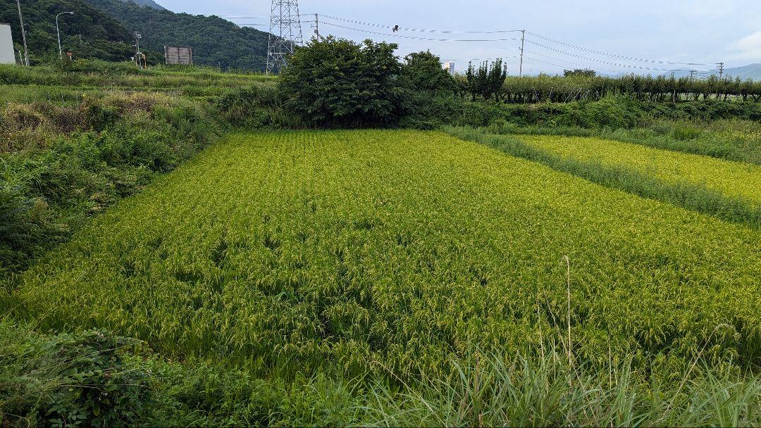 最後の1袋 令和6年産 肥料・農薬不使用  山形県産 ササニシキ 玄米 25kg