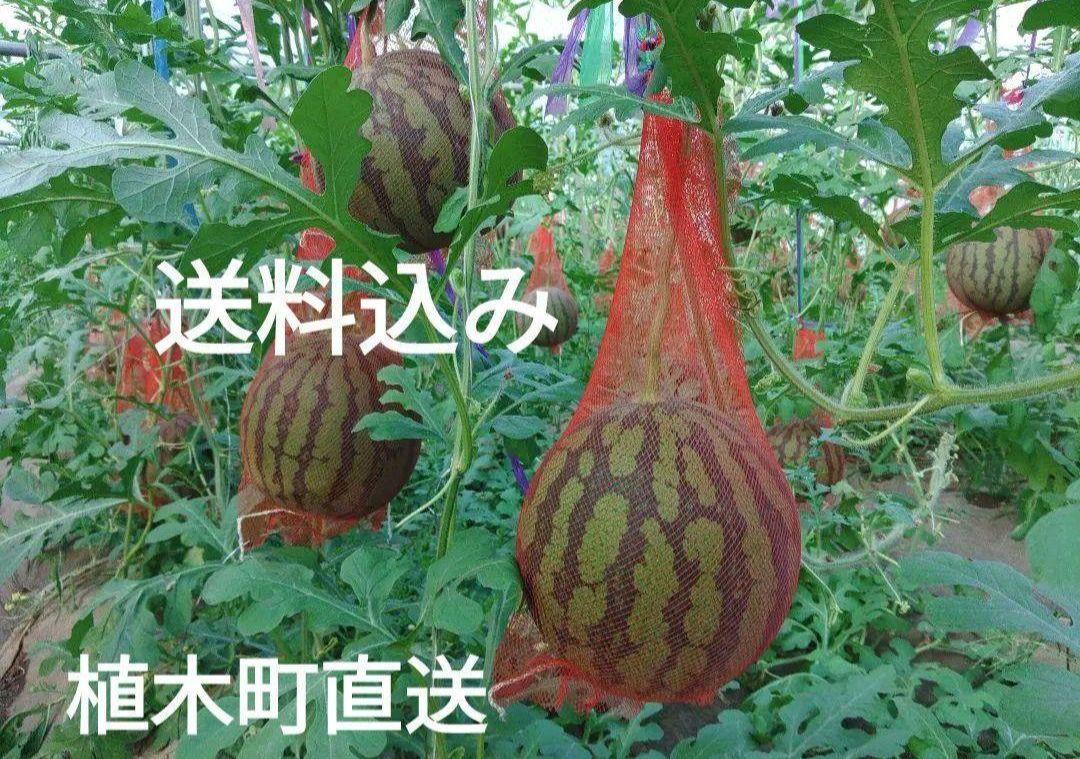 空宙スイカ　すいかっちゃん　4～6L相当　1玉