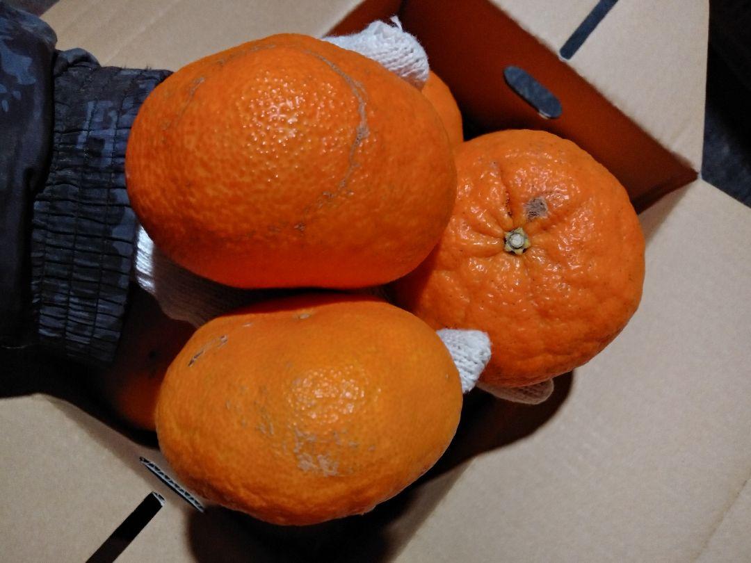 愛媛県西宇和産　甘平約７㎏