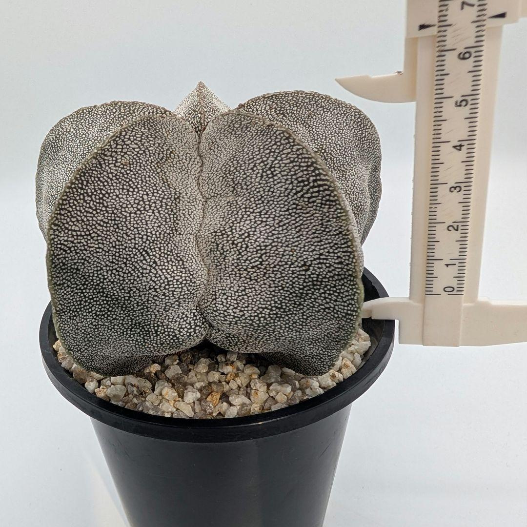 く*ー様 恩塚ランポー玉 鉢植え メルカリ便送料込み く*ー様 恩塚ランポー玉 鉢植え メルカリ便送料込み - メルカリ