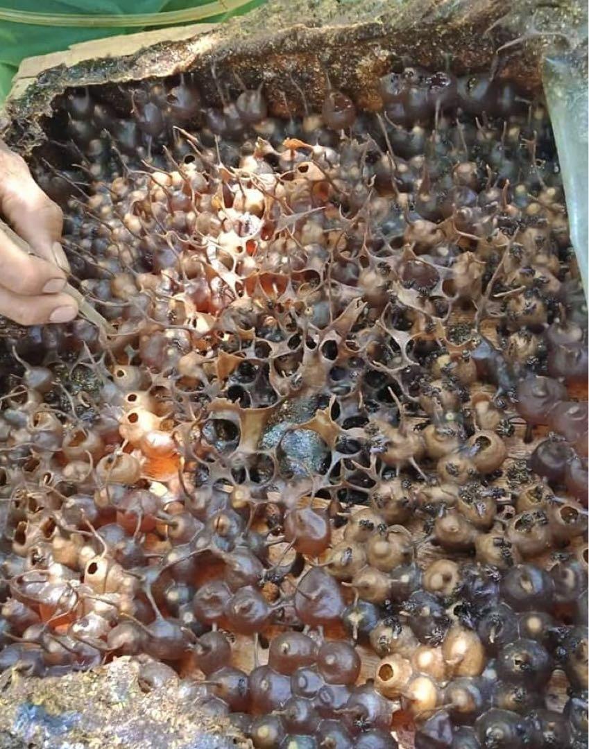 ササナミ様 針なしミツバチの蜂蜜(完全非加熱)150g3本、塩1kg感謝SALE