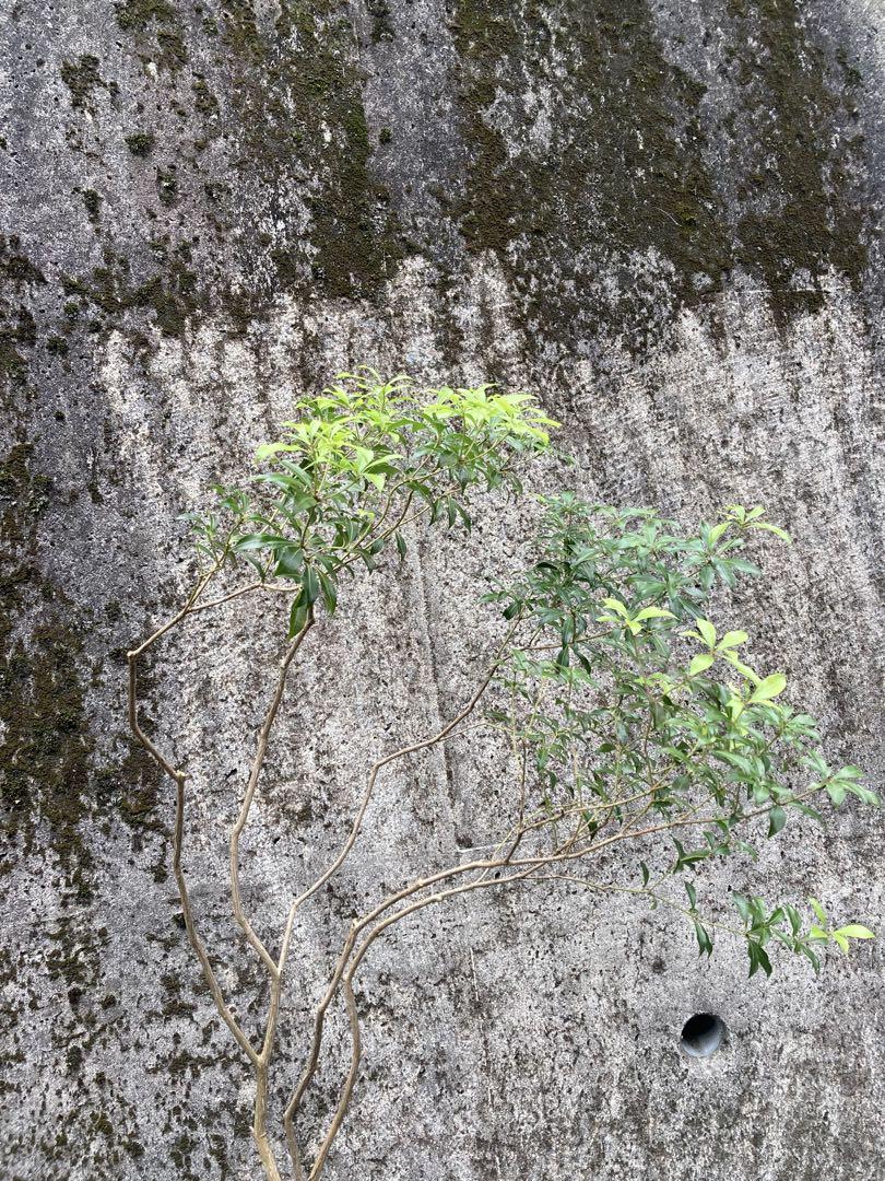 馬酔木 約180センチ