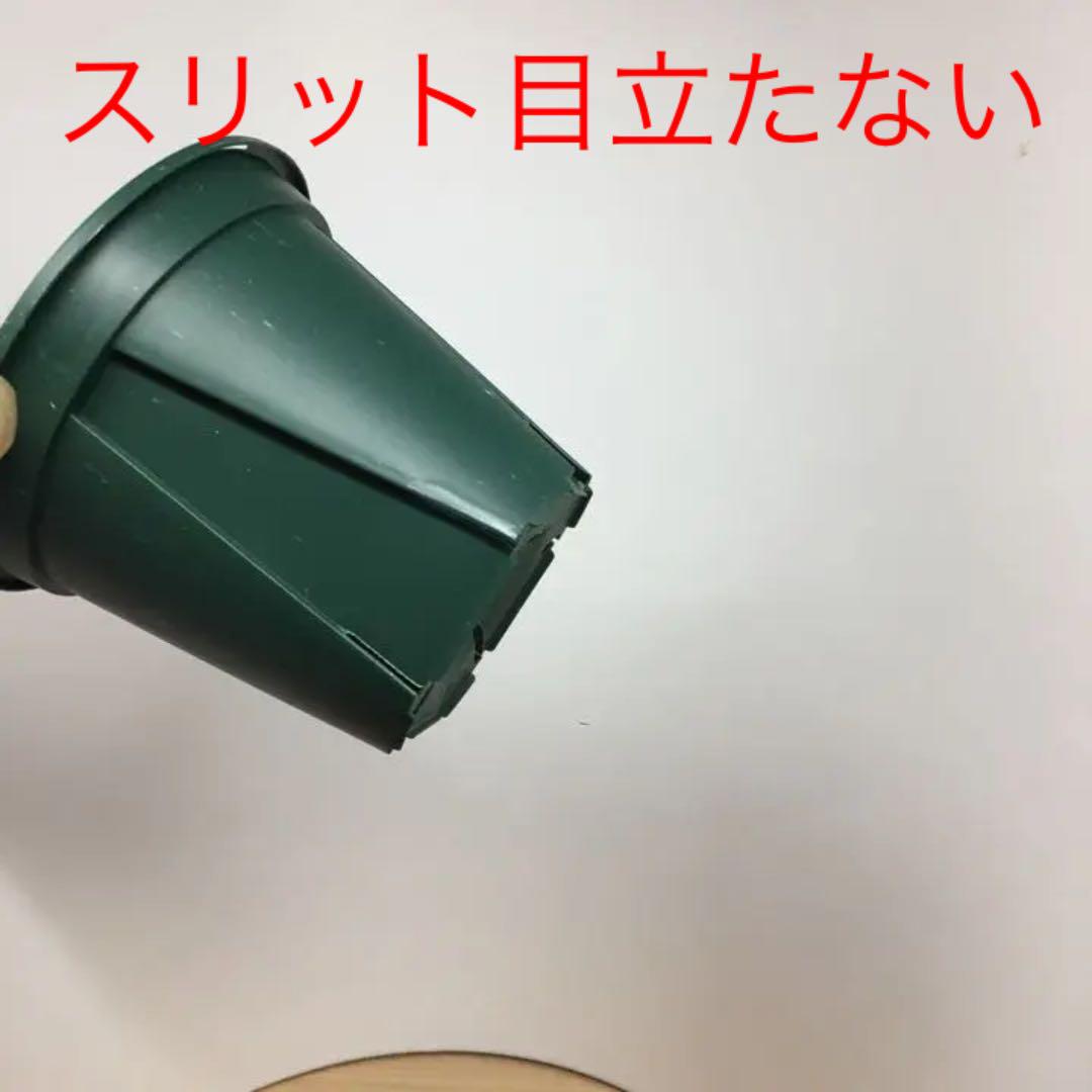 スリット鉢 プラ鉢 挿し木苗 苗 バラ苗 多肉 寄せ植え