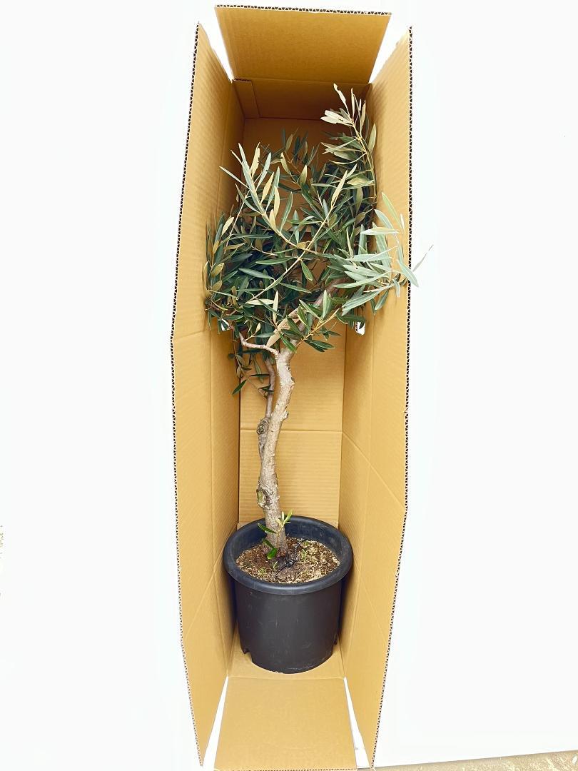 オリーブの木　ネバディロブランコ　10号　約160cm　K-38　人気品種