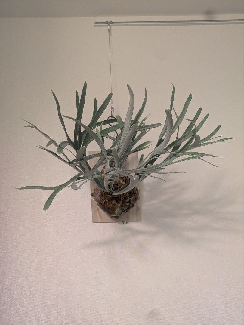 30日間返品交換可能！ ビカクシダ P.Elsa