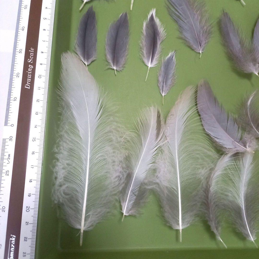 鳥の羽野鳥の羽根アオサギの羽胸などシャンプー済み20本程