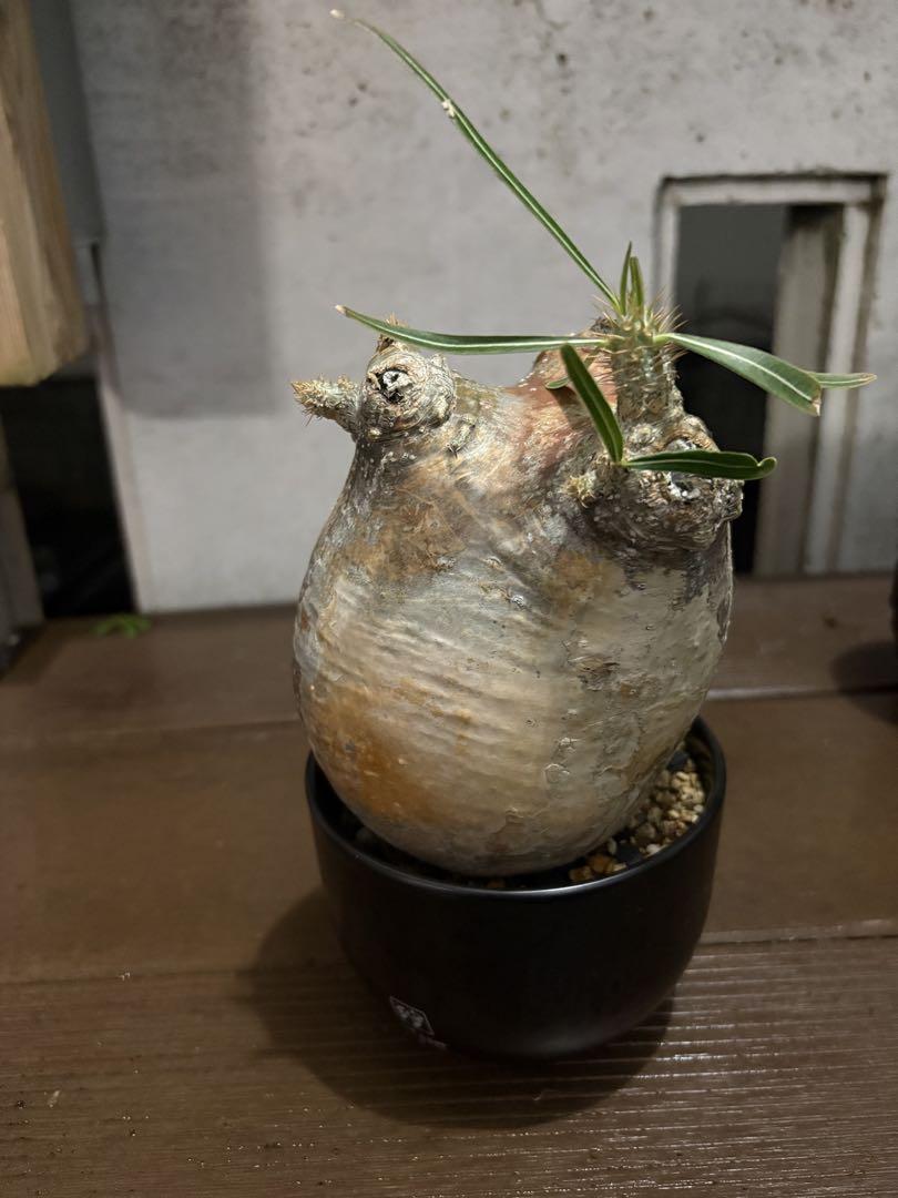 パキポディウム　グラキリス　赤肌　現地球　発根済み　PLANT HUNTER