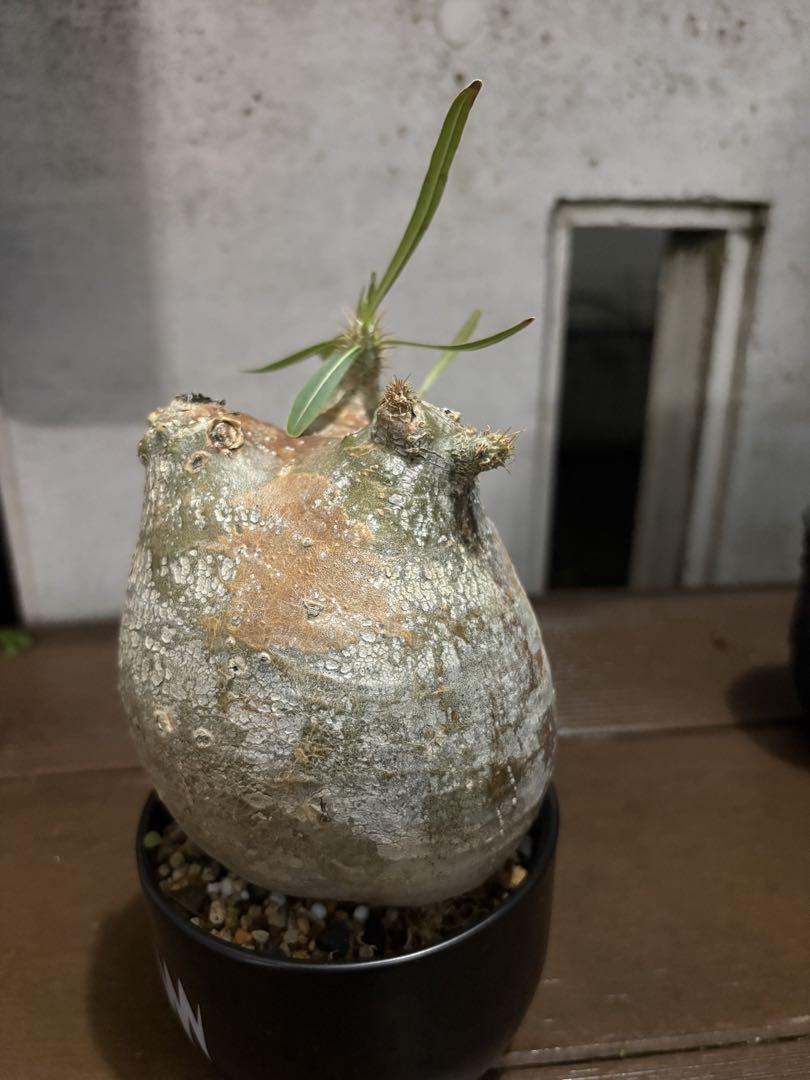 パキポディウム　グラキリス　赤肌　現地球　発根済み　PLANT HUNTER