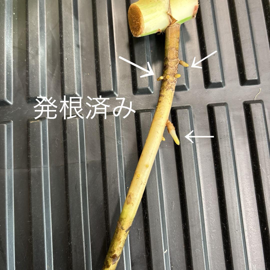 極上　モンステラ　ミント　ミドルカットd 斑入り
