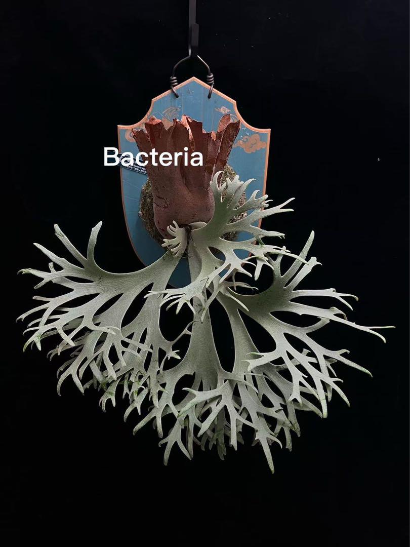 21ビカクシダドワーフ 'Bacteria' sporeling バクテリア