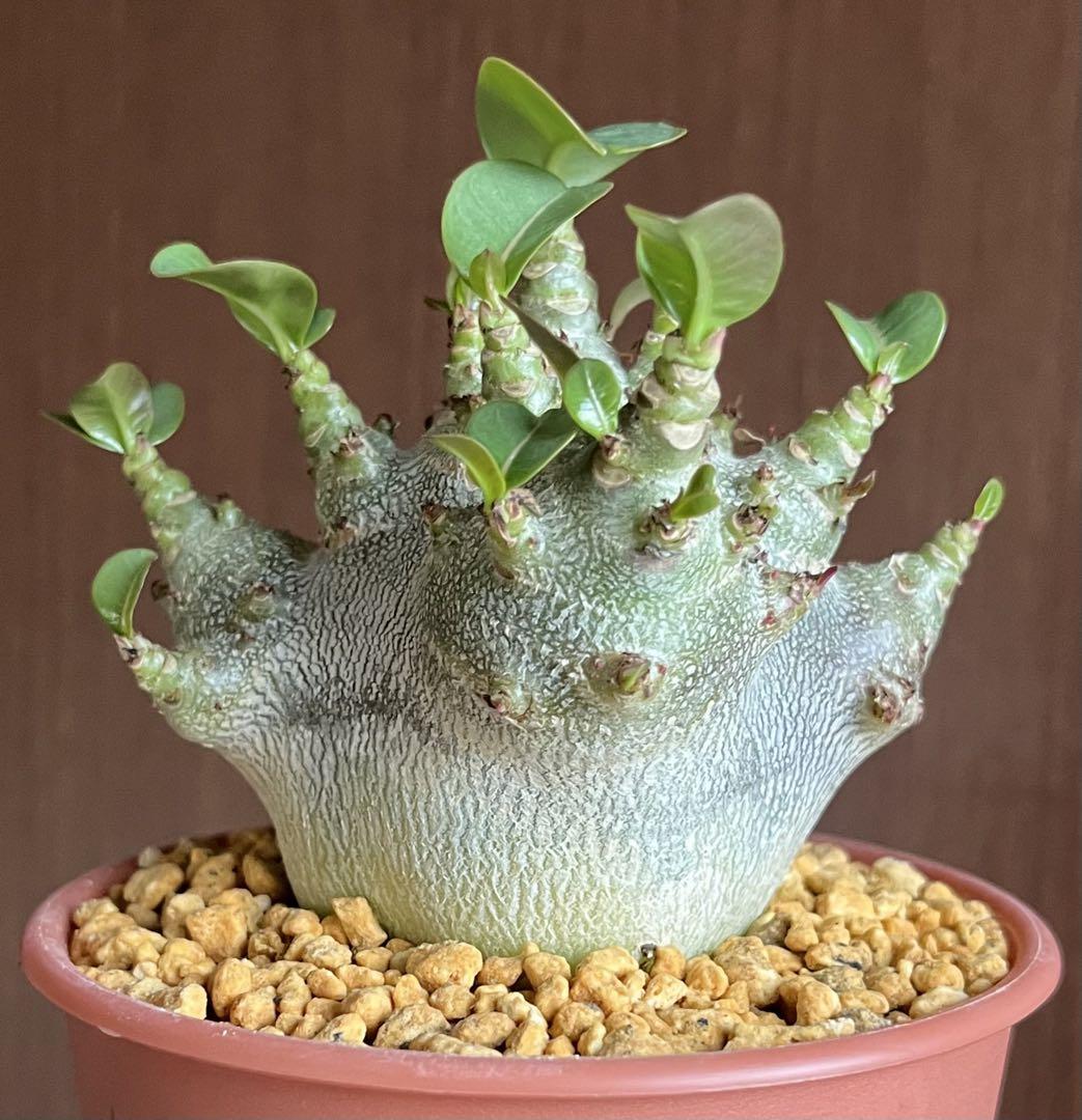 【ドワーフ/極太/塊根植物】 アデニウム アラビカム BT 鉢植え-15