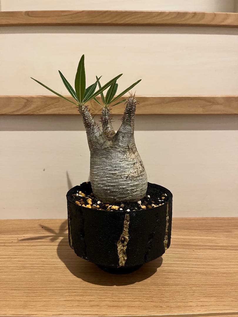 現地球 発根済目立った傷や汚れなし