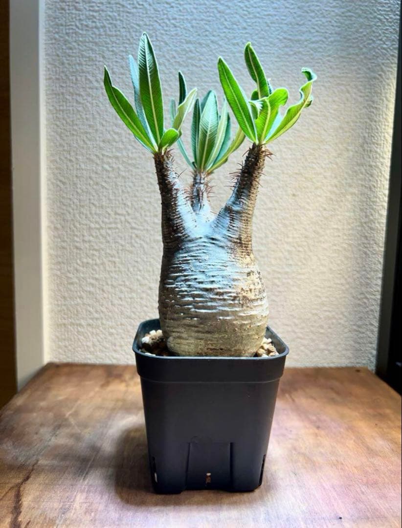 発根済目立った傷や汚れなし