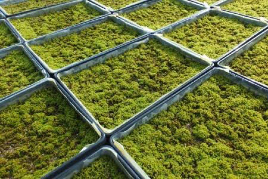 【2025最新作】 スナゴケ 20トレー すな苔 苔リウム 庭苔 - メルカリ 苔玉・苔