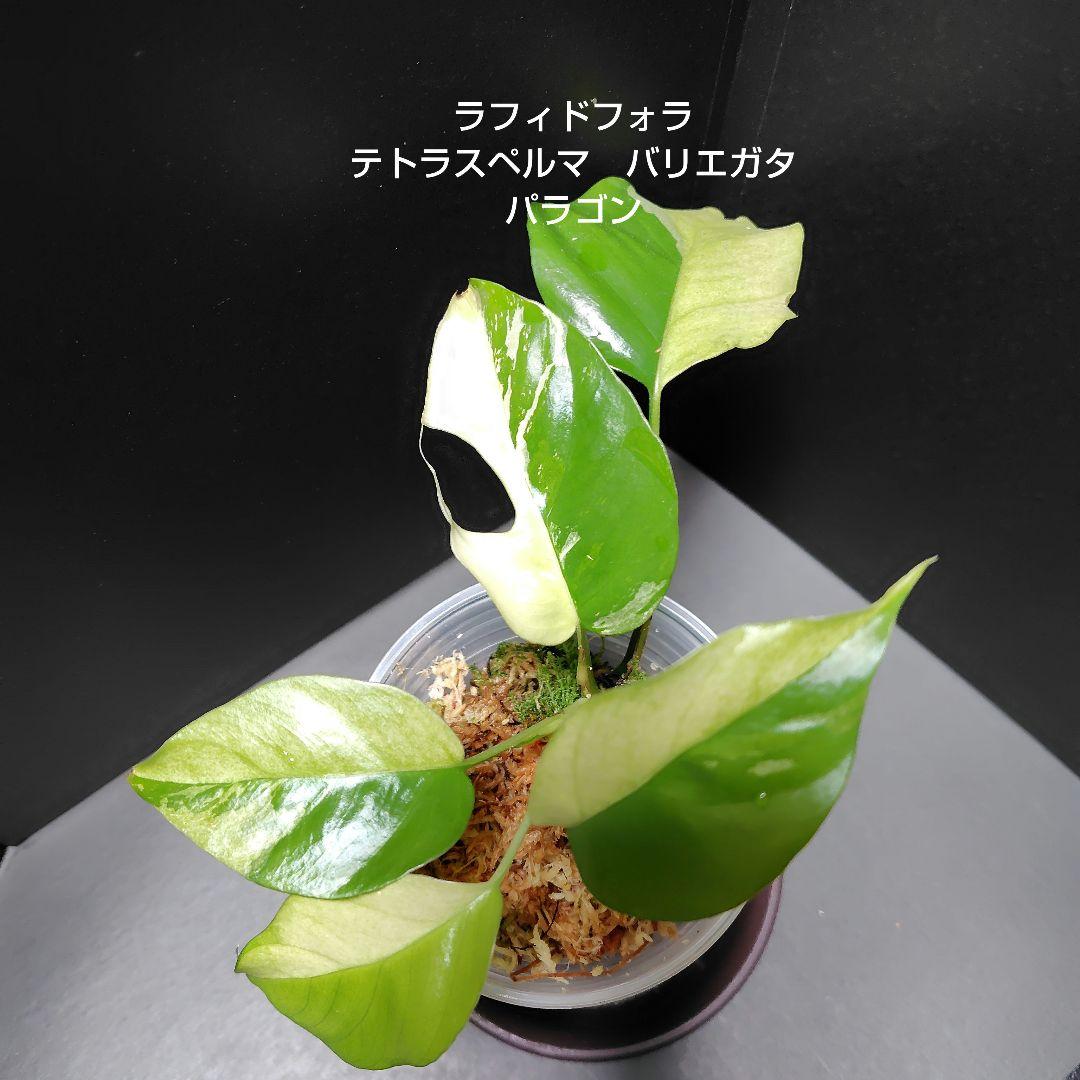 3 ラフィドフォラ テトラスペルマ　バリエガタ パラゴン