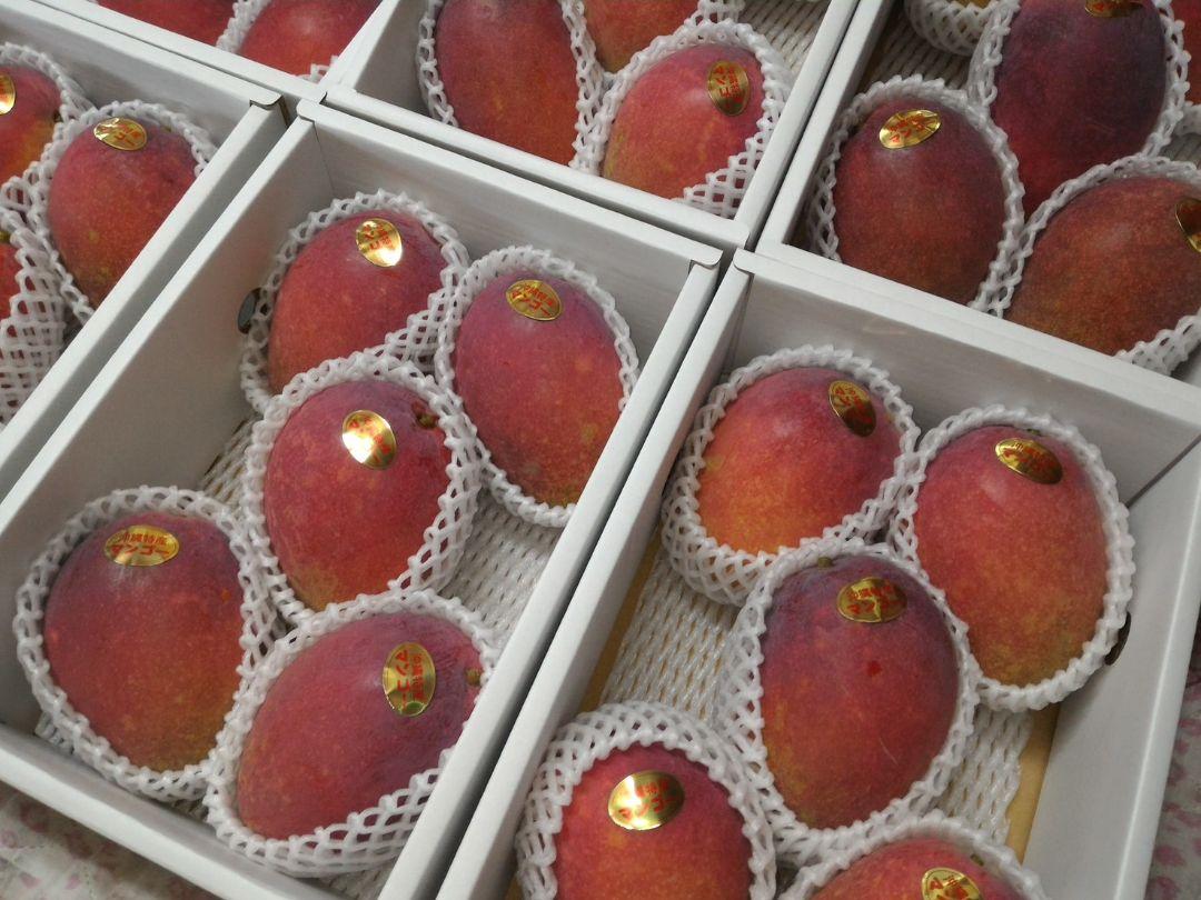 沖縄マンゴー大量収穫☆セール☆贈答用　 ２kg☆