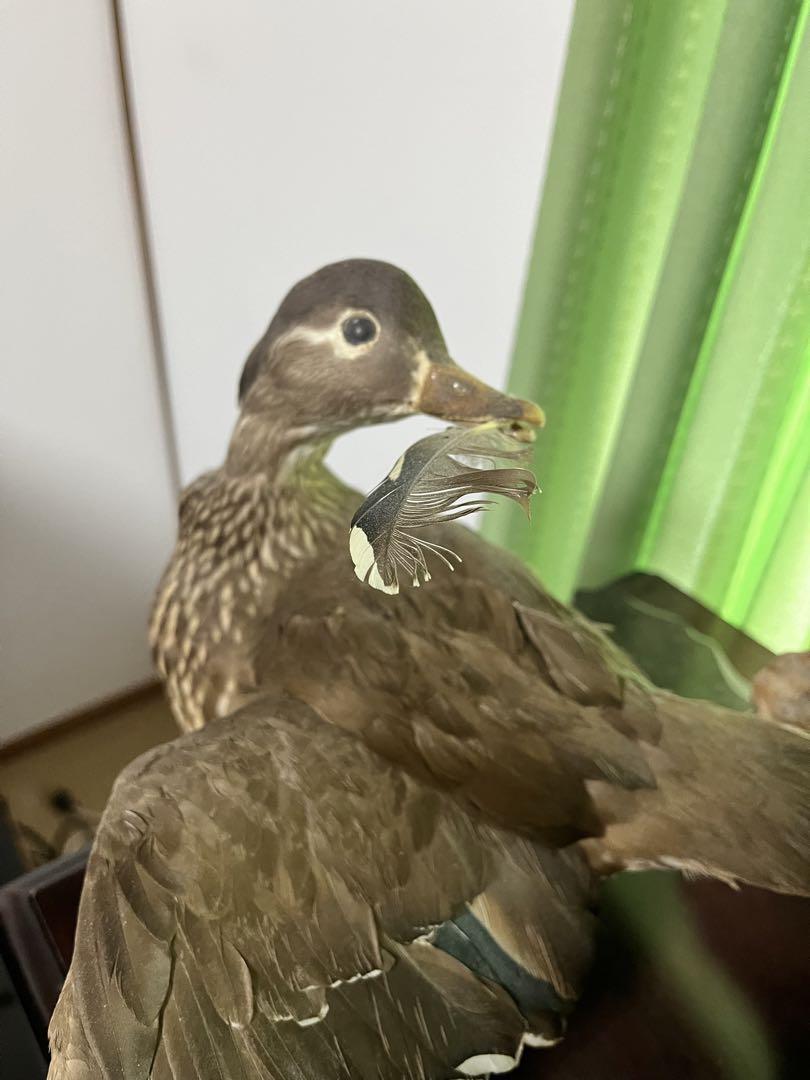 おしどり剥製
