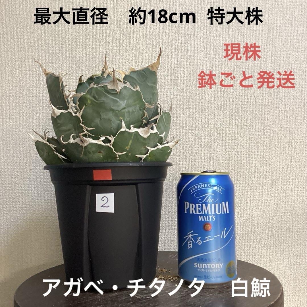 アガベ チタノタ 特大株の白鯨② 直径約18cm 鉢ごと 短葉 強