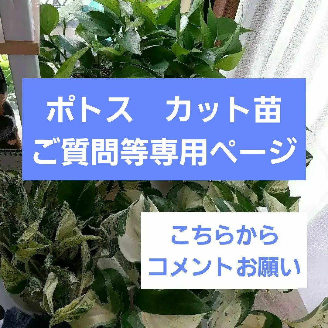 ポトス　　多種カット苗