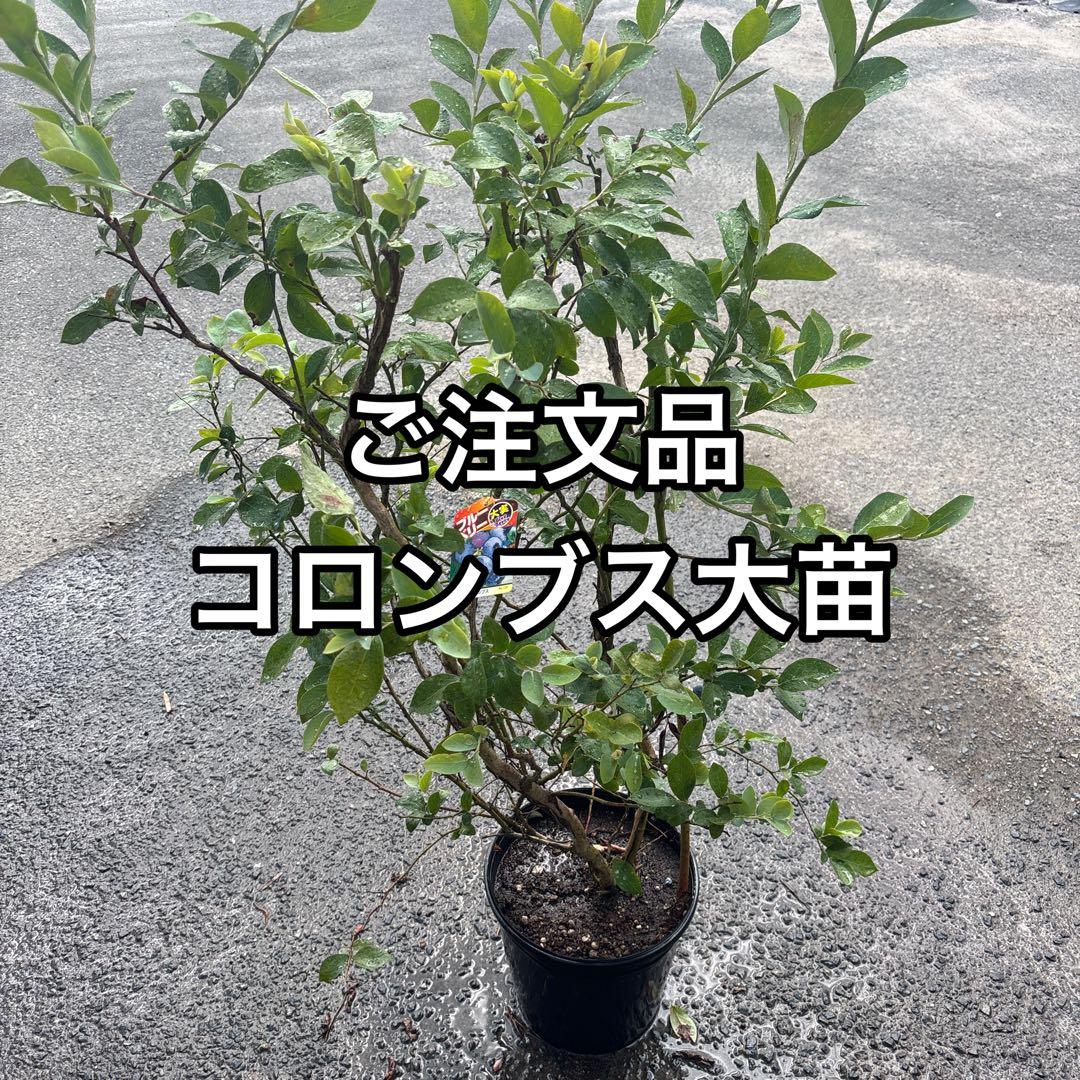 ブルーベリー苗　コロンブス　ラビットアイ系　大苗　9号鉢