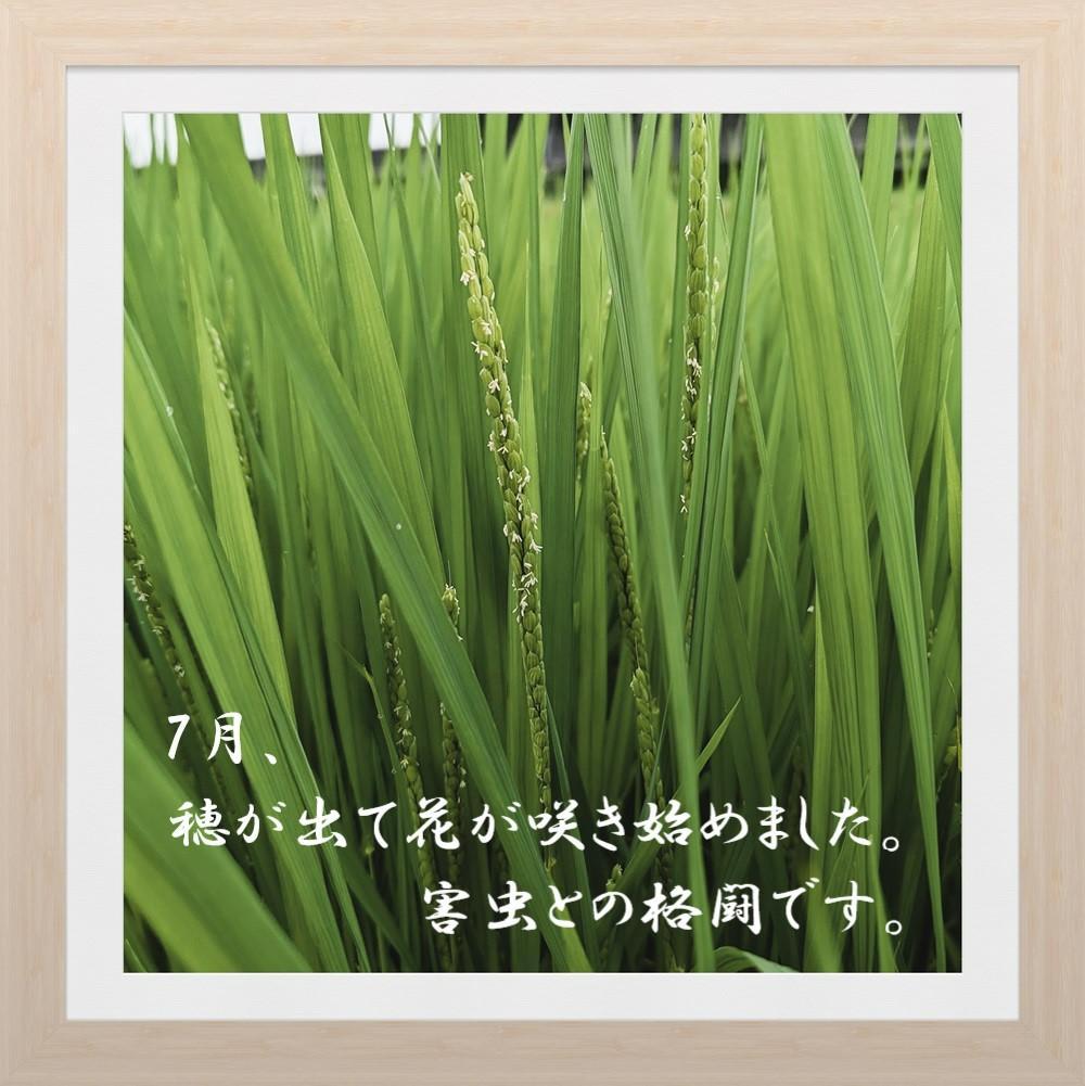 豊かな自然に育まれた純度100%コシヒカリ。蔵出し直送。10キロ無洗米