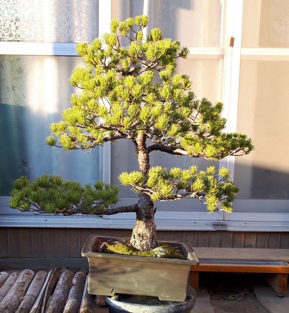 新しいコレクション 四国五葉松 植物/観葉植物 インテリア・住まい・小物¥14,200-jkkniu.edu.bd 新しいコレクション 四国五葉松 植物/観葉植物 インテリア・住まい・小物¥14,200-jkkniu.edu.bd