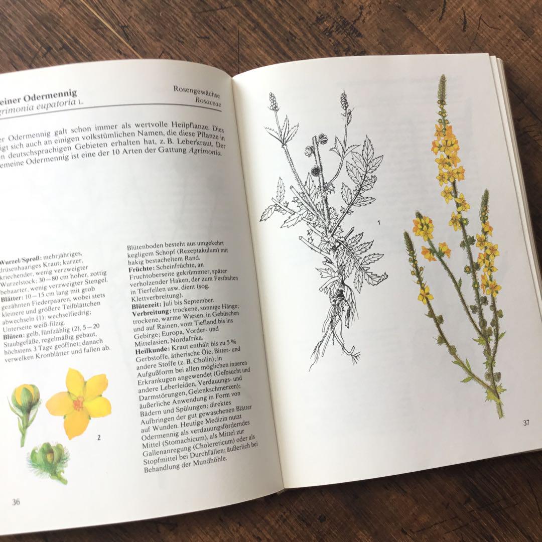 1937年 チェコの美しい高山植物 植物図鑑 ボタニカルアート 美しい高山植物]チェコの古い植物図鑑(1937年)/ボタニカルアート