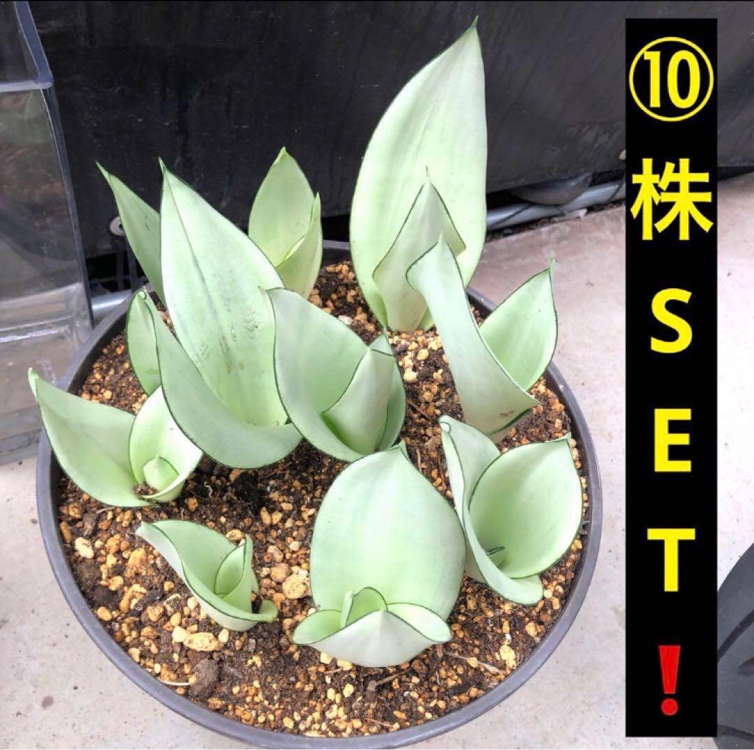 サンスベリア シルバーキング❣️ お買い得な⑩株SET❣️