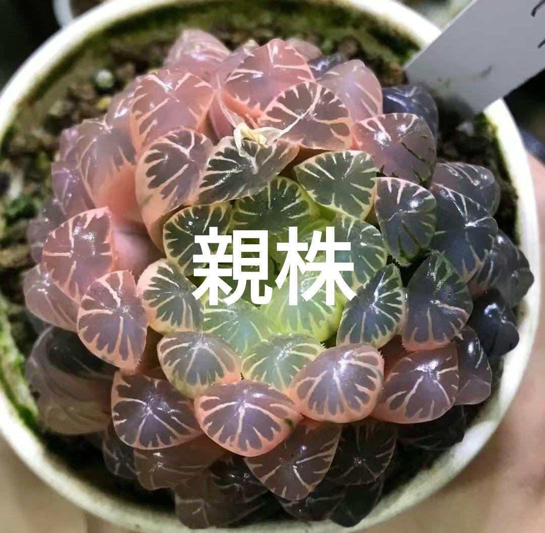 ハオルチア　闇の森　葉挿し繁殖苗① メルカリ便 ハオルチア 闇の森 葉挿し苗 - メルカリ