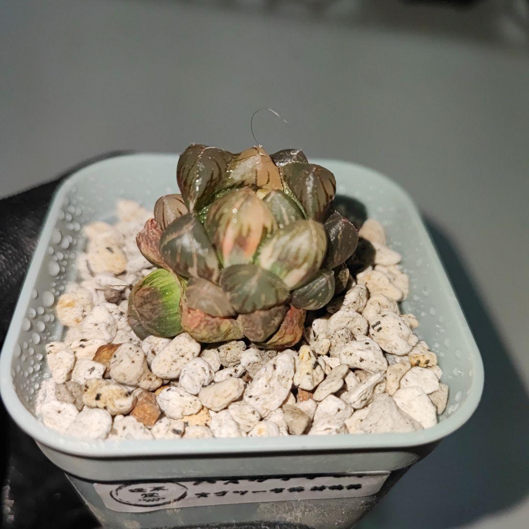 ハオルチア　闇の森　葉挿し繁殖苗① メルカリ便 ハオルチア 闇の森 葉挿し苗 - メルカリ