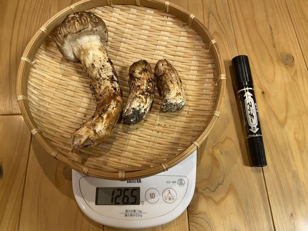 北海道産松茸　149g 9/4採取 国産松茸