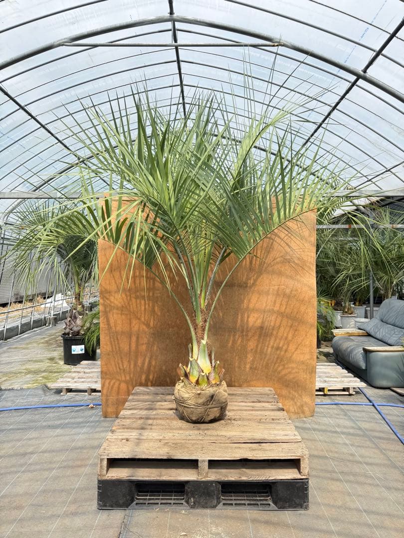 n*u様 ココスヤシシルバーリーフ【特大美形】葉先200cm幹回り80cm 幹高