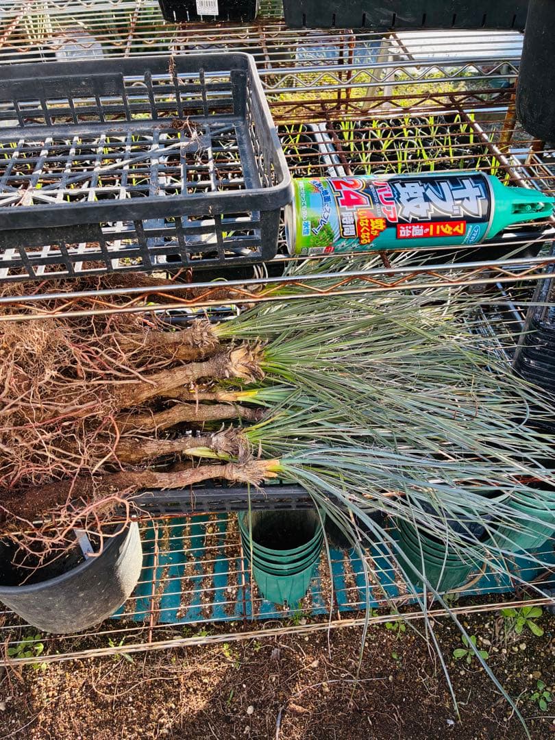 ユッカエラータ 大苗 25苗 抜き苗発送 ユッカエラータ 大苗 25苗 抜き苗発送