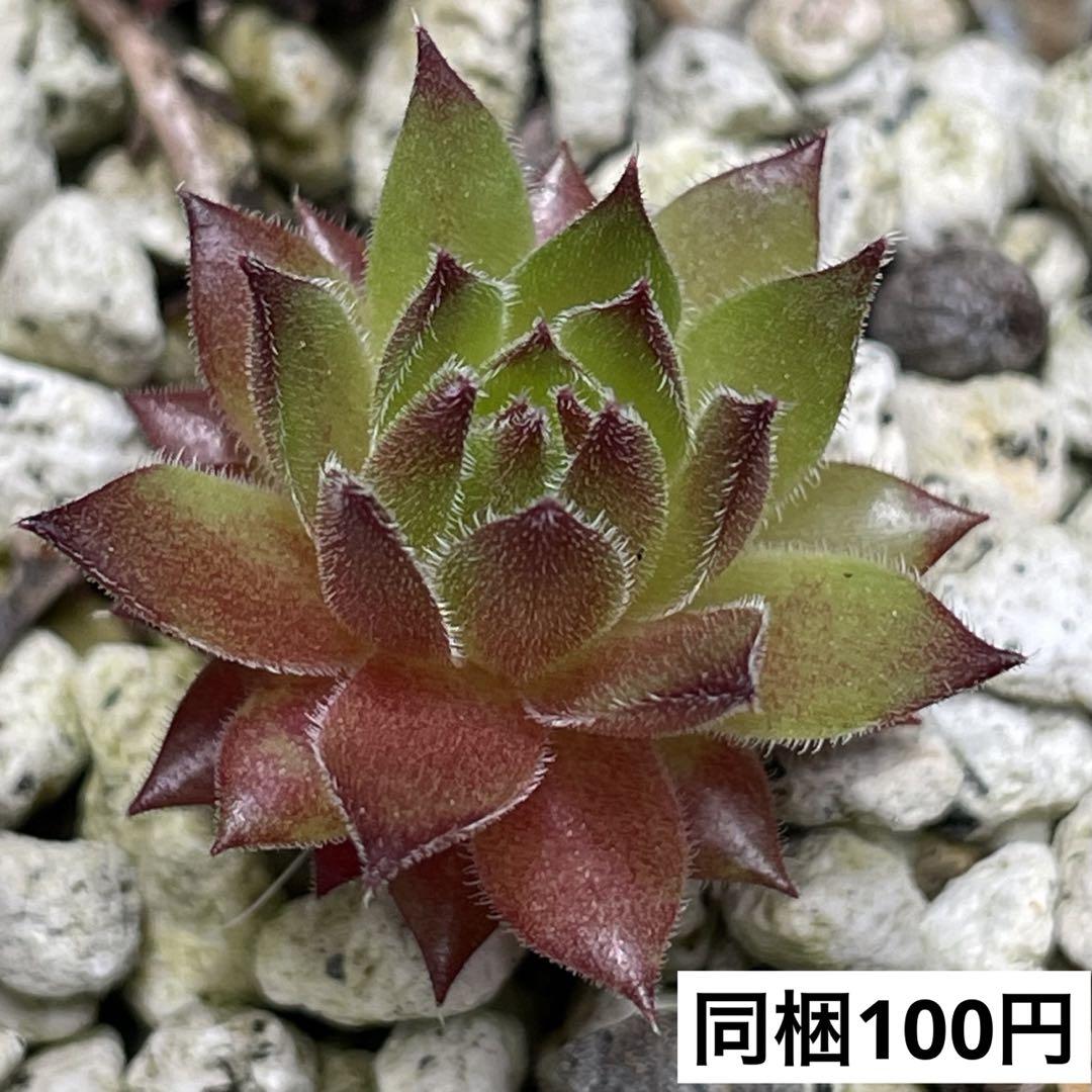 Dark Beauty  センペルビウム　sempervivum 多肉