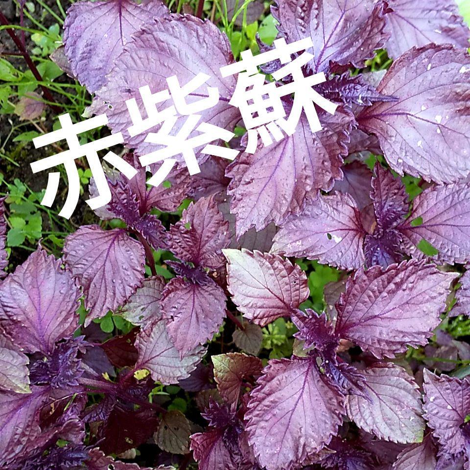 無農薬☘️赤紫蘇＆青紫蘇☘️種子※各100粒 - メルカリ