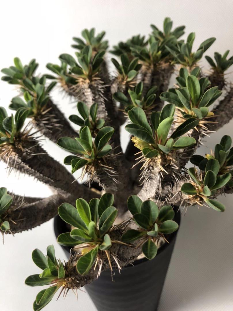 豊富なSALE ユーフォルビア ギラウミニアナ Euphorbia guillauminiana B3fPi-m52879807353 得価国産